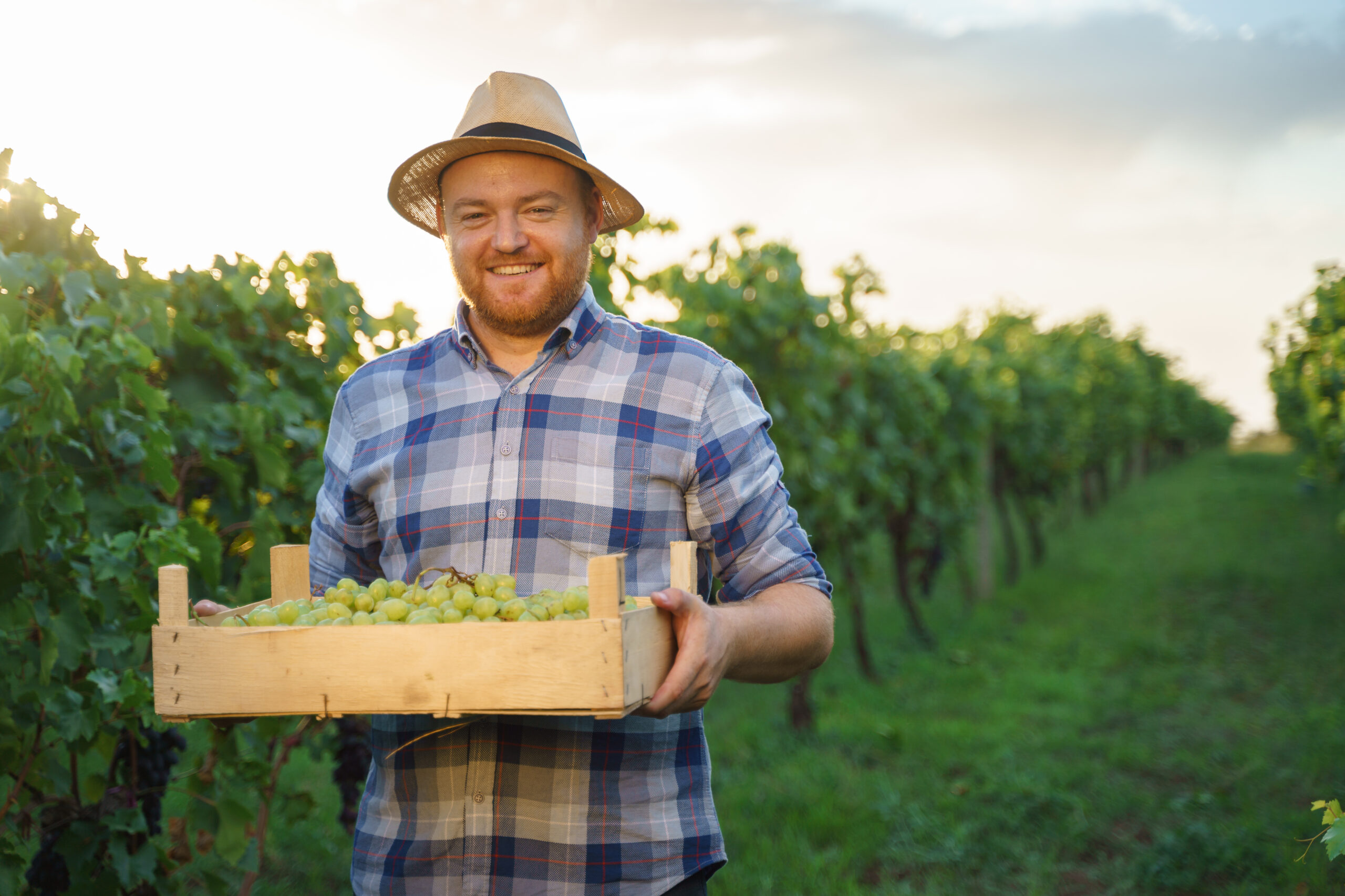 Front view a young farmer winegrower worker man in a hat stands with box full of grapes in his hands. Background large grape plantation in nice clear sunny weather. High quality photo